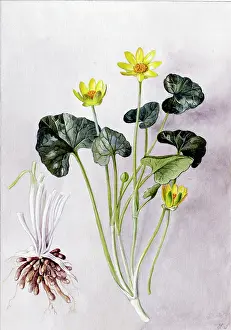 Snelling: Ranunculus ficaria