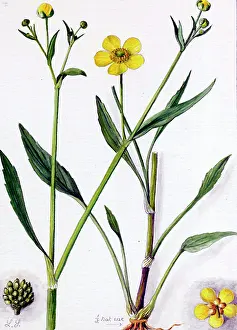Snelling: Ranunculus flammula