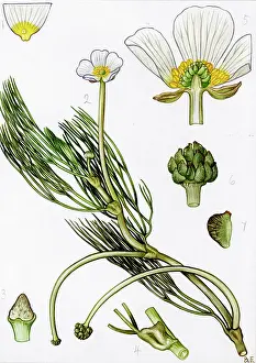 Buttercup: Ranunculus fluitans