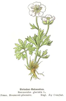 Buttercup: Ranunculus glacialis