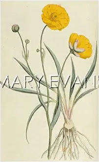 Crowfoot: RANUNCULUS GRAMINEUS