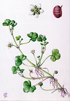 Buttercup: Ranunculus hederaceus