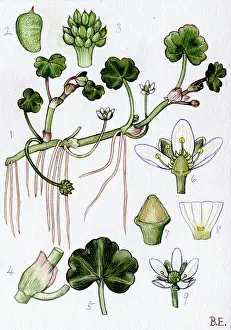 Ranunculus: Ranunculus Lenormandi