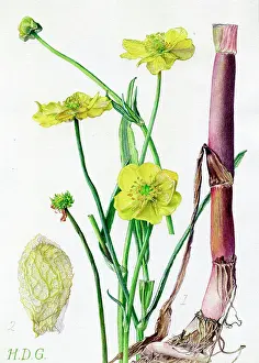 Buttercup: Ranunculus lingua