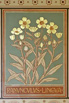 Lingua: Ranunculus lingua, greater spearwort