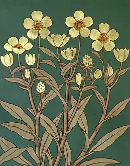 Lingua: Ranunculus lingua, greater spearwort