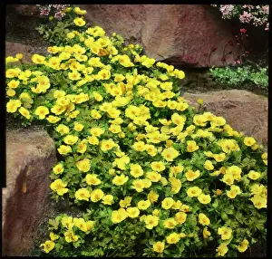 Malby: Ranunculus Montanus (Montana Buttercup)