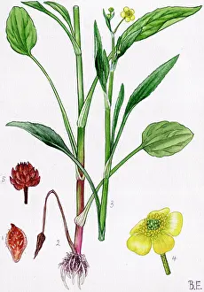 Buttercup: Ranunculus ophioglossifolius