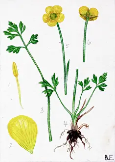 Buttercup: Ranunculus paludosus