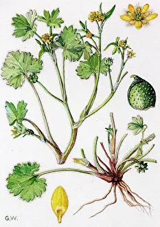 Buttercup: Ranunculus parviflorus