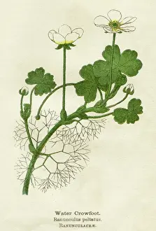 Crowfoot: RANUNCULUS PELTATUS