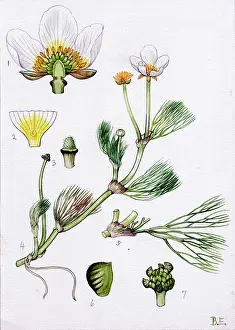 Pseudo: Ranunculus pseudo-fluitans