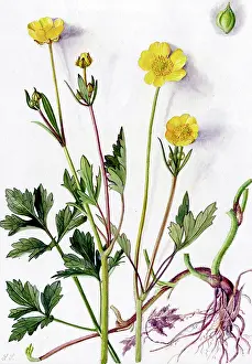 Snelling: Ranunculus repens