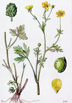 Buttercup: Ranunculus sardous
