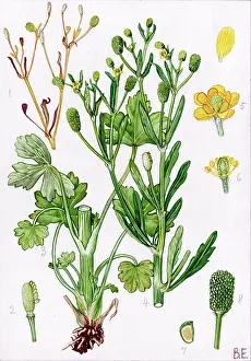Buttercup: Ranunculus sceleratus