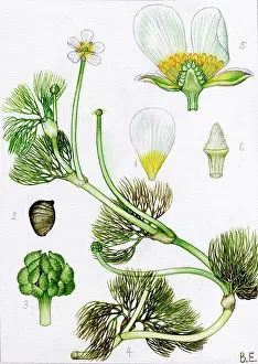 Ranunculus: Ranunculus sphaerospermus