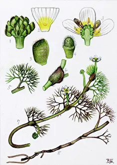 Leaved: Ranunculus trichophyllus