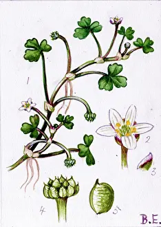Crowfoot: Ranunculus tripartitus