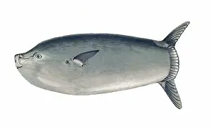 Slender: Ranzania laevis, or Slender Sunfish