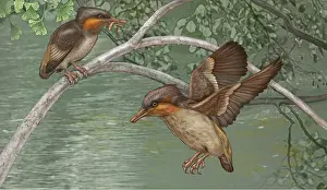 Photo Researchers: Rapaxavis pani ancient bird art, illustration
