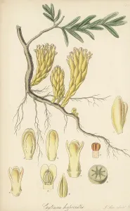 Montpelier: Rape of cistus, Cytinus hypocistis