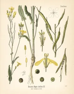 Koehler: Rapeseed or rape, Brassica napus