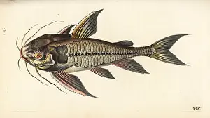 Cataphractus: Raphael catfish, Platydoras costatus