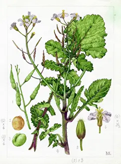 Strudwick: Raphanus maritimus - sea radish
