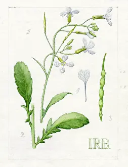Jointed: Raphanus raphanistrum - wild radish