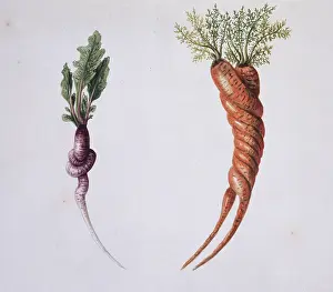 Radish: Raphanus spp. radish and Daucus carota, carrot