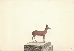Raphicerus melanotis, cape grysbok