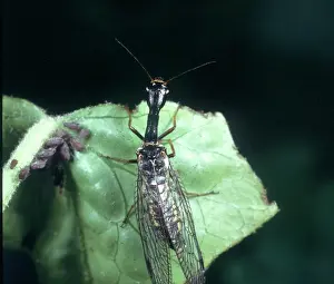 Macquitty: Raphidia sp. snakefly