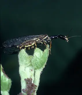 Macquitty: Raphidia sp. snakefly