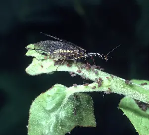 Macquitty: Raphidia sp. snakefly