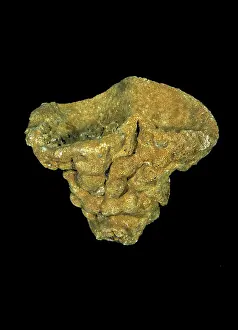 Calcium: Raphiidonema faringdone, calcareous sponge