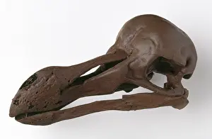 Dodo: Raphus cucullatus, dodo