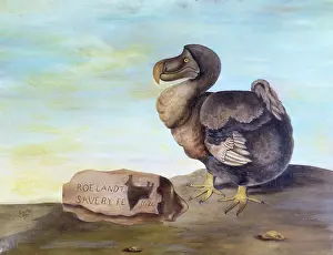 Dodo: Raphus cucullatus, dodo