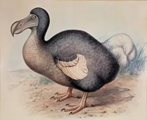 Dodo: Raphus cucullatus, dodo