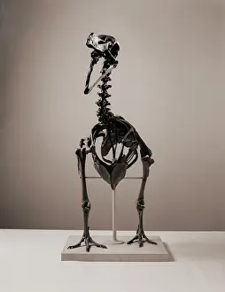 Dodo: Raphus cucullatus, dodo