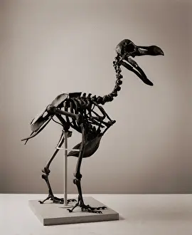 Dodo: Raphus cucullatus, dodo