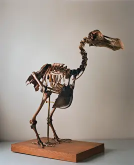 Dodo: Raphus cucullatus, dodo