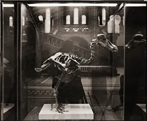 Dodo: Raphus cucullatus, dodo