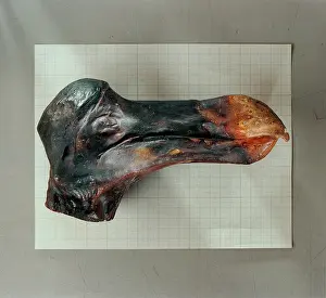 Dodo: Raphus cucullatus, dodo
