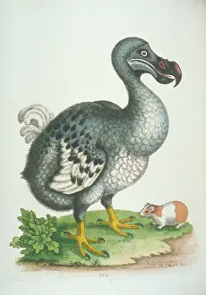 Dodo: Raphus cucullatus, dodo