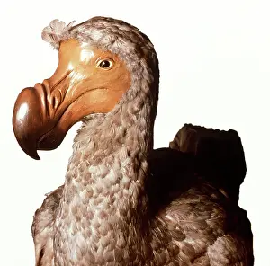 Dodo: Raphus cucullatus, dodo