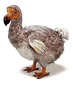Dodo: Raphus cucullatus, dodo