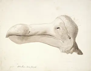 Dodo: Raphus cucullatus, dodo