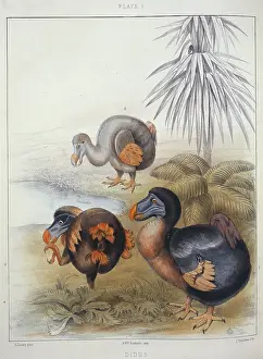 Dodo: Raphus cucullatus, dodo