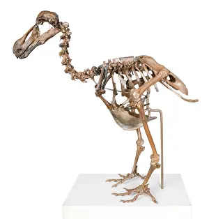 Dodo: Raphus cucullatus, dodo
