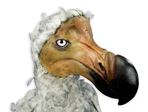 Stuffed: Raphus cucullatus, dodo